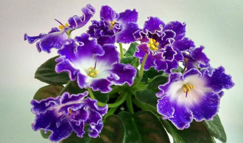 Фіалка DS-Сяючий Дзвіночок Фіалка DS-Сяючий Дзвіночок