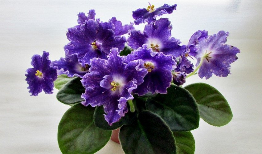 Фіалка DS-Сяючий Дзвіночок Фіалка DS-Сяючий Дзвіночок