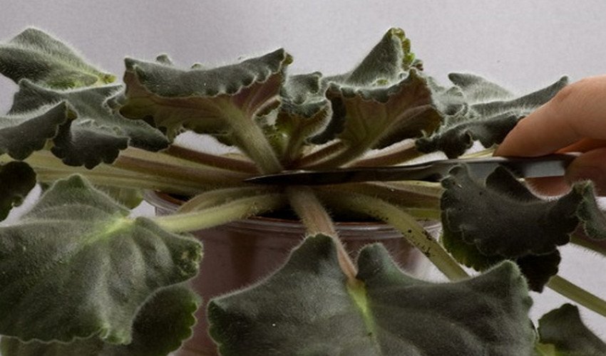 Обрізка Обрізка