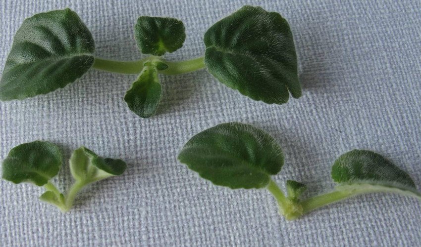 Пасинки фіалки Пасинки фіалки