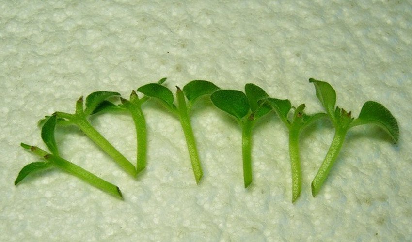 Укорінення квітконосів Укорінення квітконосів