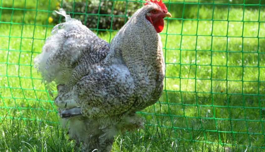 Кохінхіни смугастий Кохінхіни смугастий