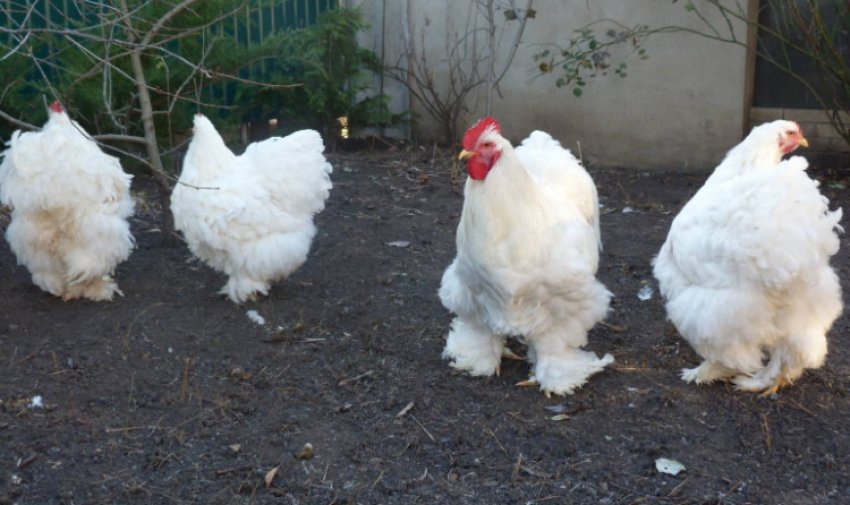 Кохінхіни білий Кохінхіни білий