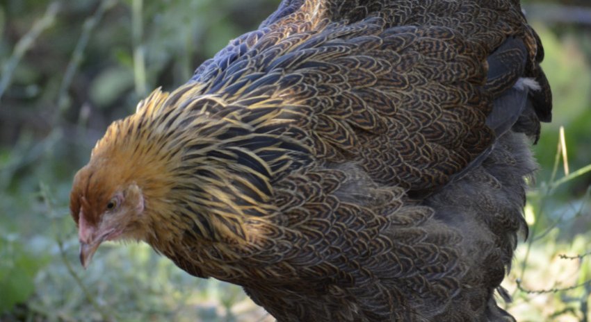 Кохінхіни куропатчатый Кохінхіни куропатчатый
