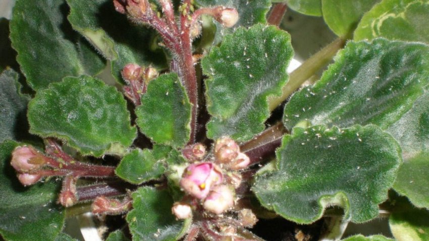 Павутинний кліщ