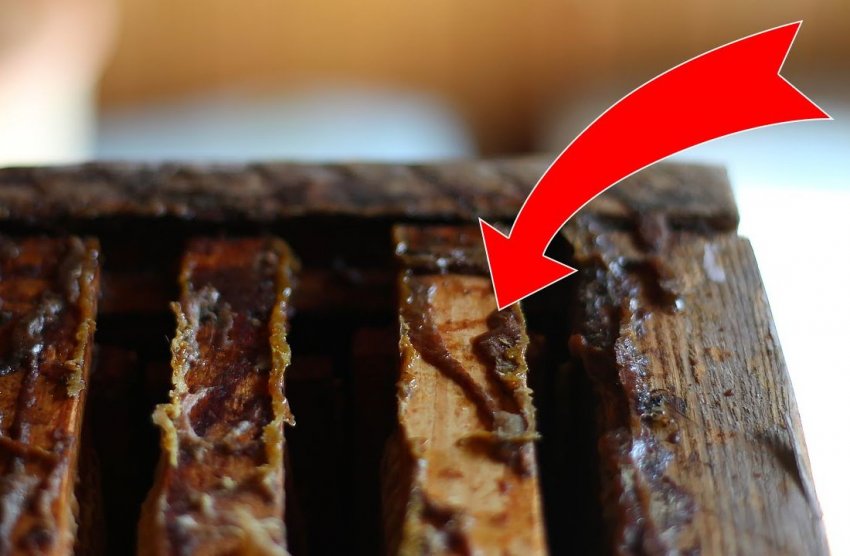 Що таке прополіс