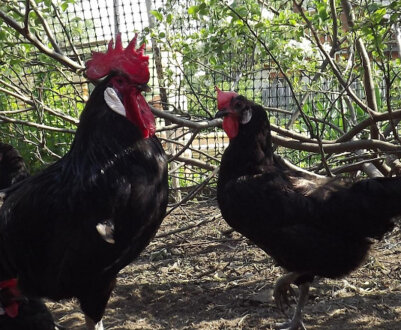 Особливості порід іспанських курей