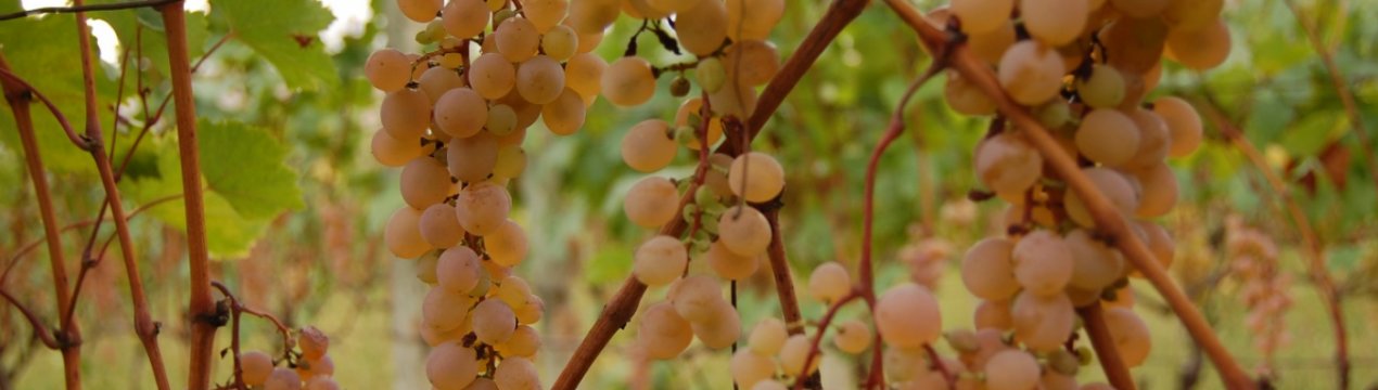 Особливості сорту винограду Ркацителі