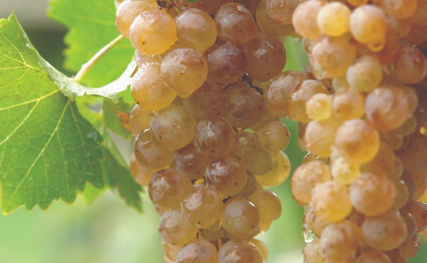 Виноград Ркацителі