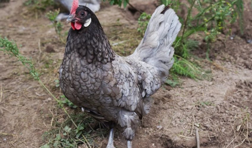 Андалузька голуба