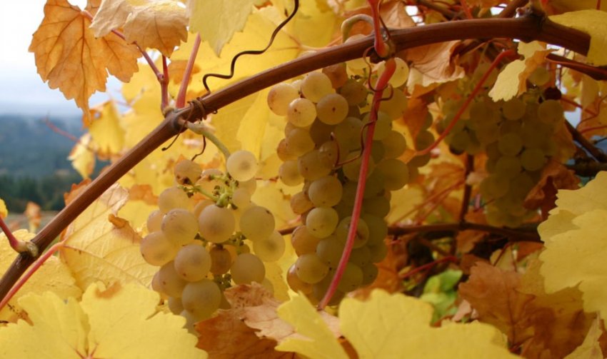 Виноград Ркацителі