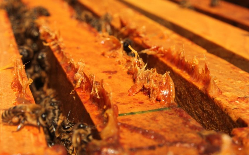 Вироблення прополісу