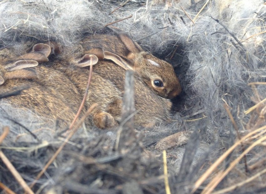 Гніздо кролиці Гніздо кролиці