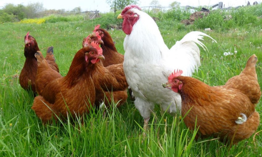 Редбро порода курей