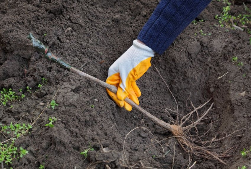 Висадка саджанців винограду