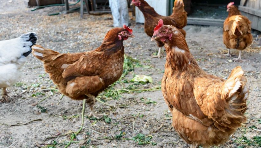 Порода курей редбро