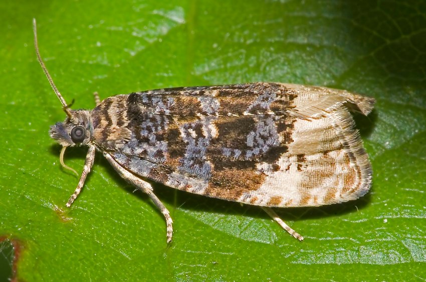 Листовійка