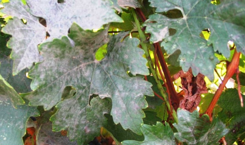 Борошниста роса