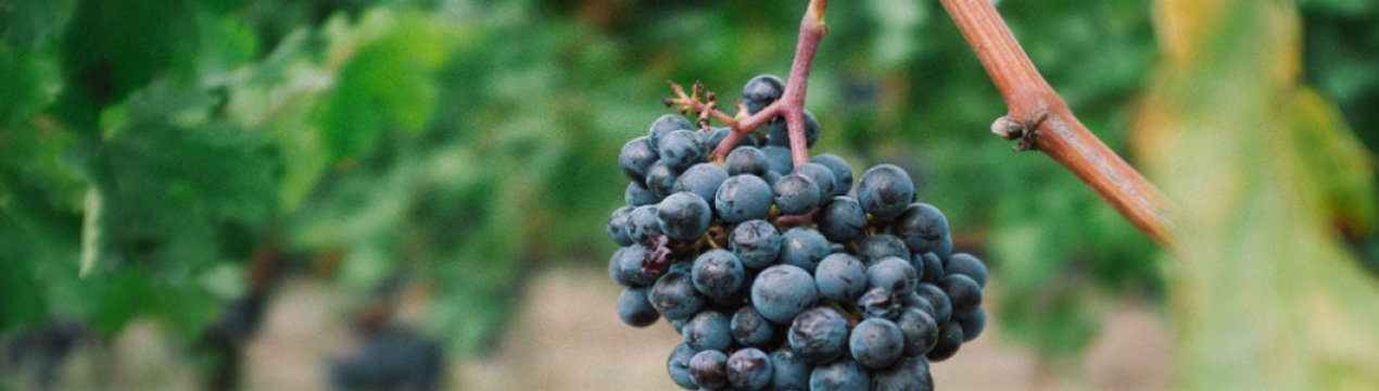 Бактериальный рак винограда: признаки и способы лечения