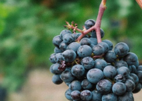 Бактеріальний рак винограду: ознаки та способи лікування