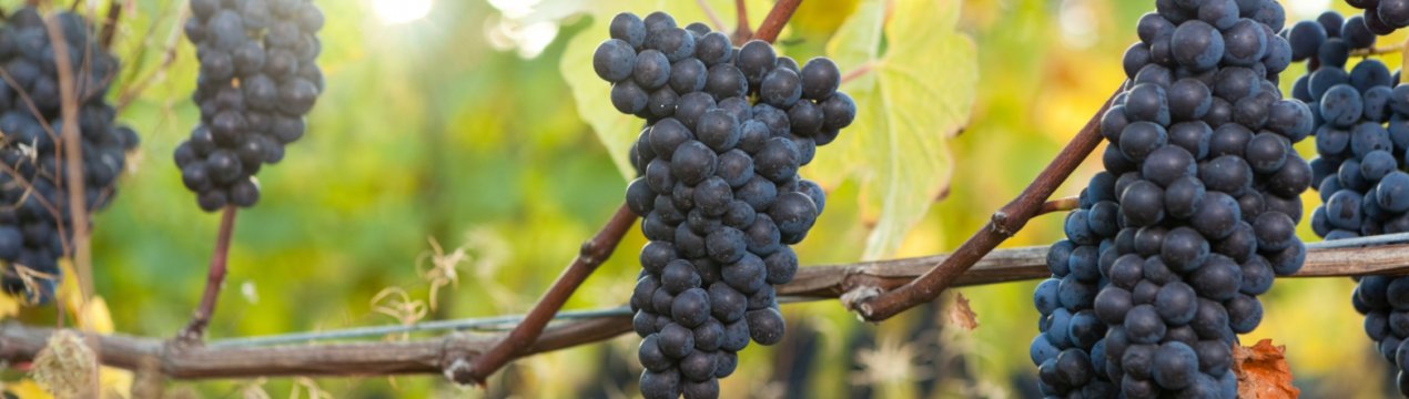 Виноград Чёрный жемчуг: характеристика и особенности посадки сорта