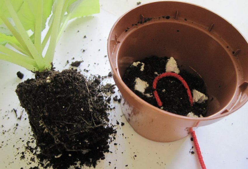 Гнотовий полив Гнотовий полив