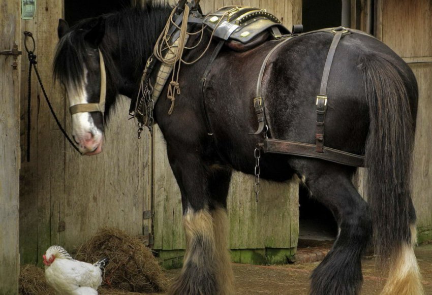Лошадь породы Шайр: описание и фото, разведение и уход, появление в России,видео