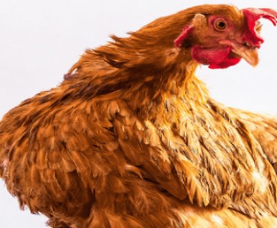 Для чого і як правильно давати курям риб'ячий жир