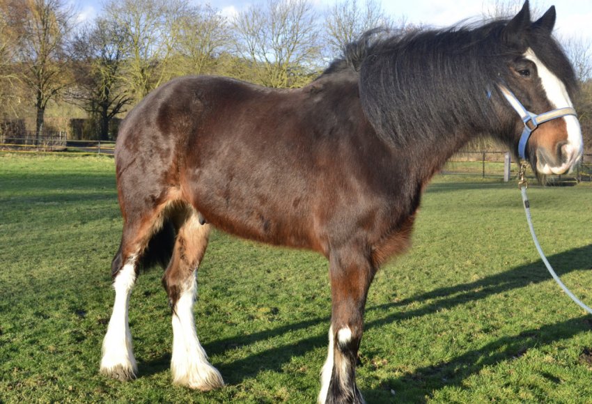 Кінь шайр Кінь шайр