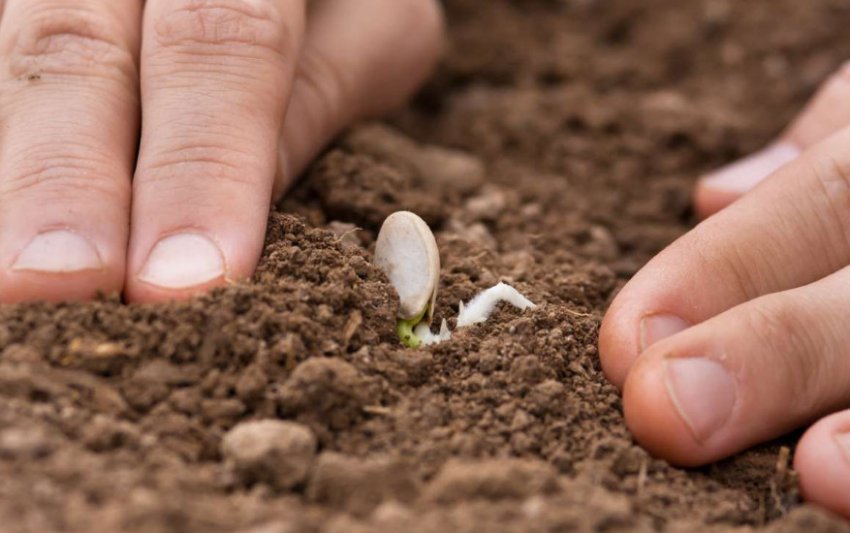 Загортання насіння гарбуза Загортання насіння гарбуза