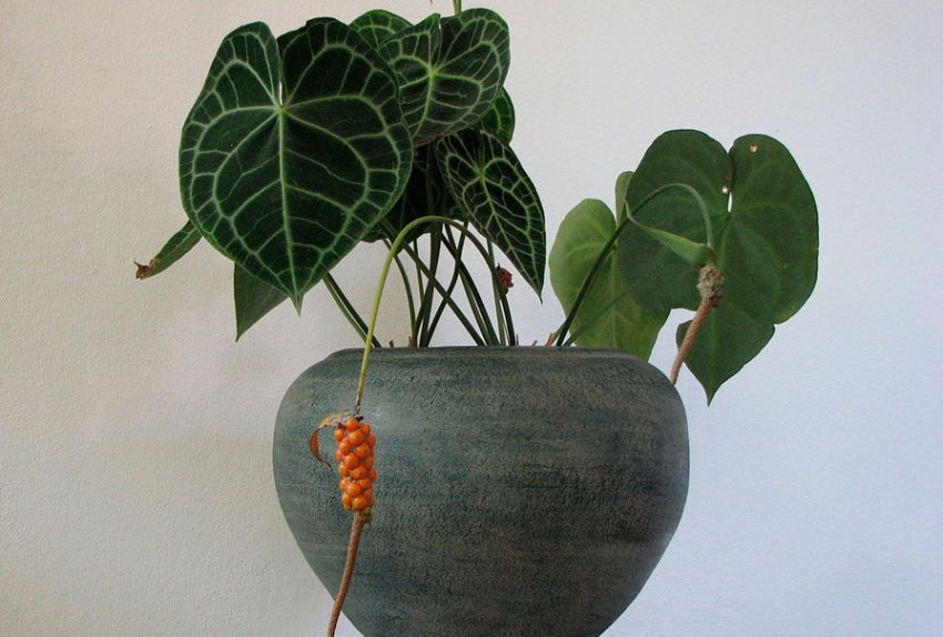 Умови для вирощування антуріума