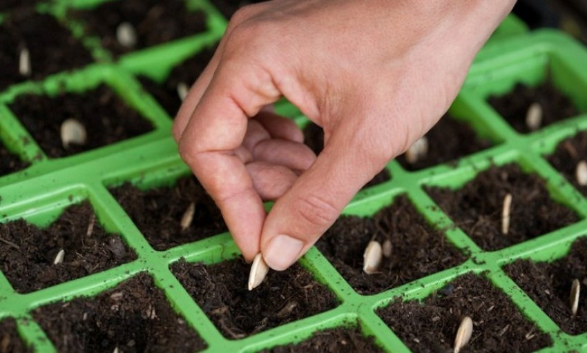 Загортання насіння гарбуза Загортання насіння гарбуза