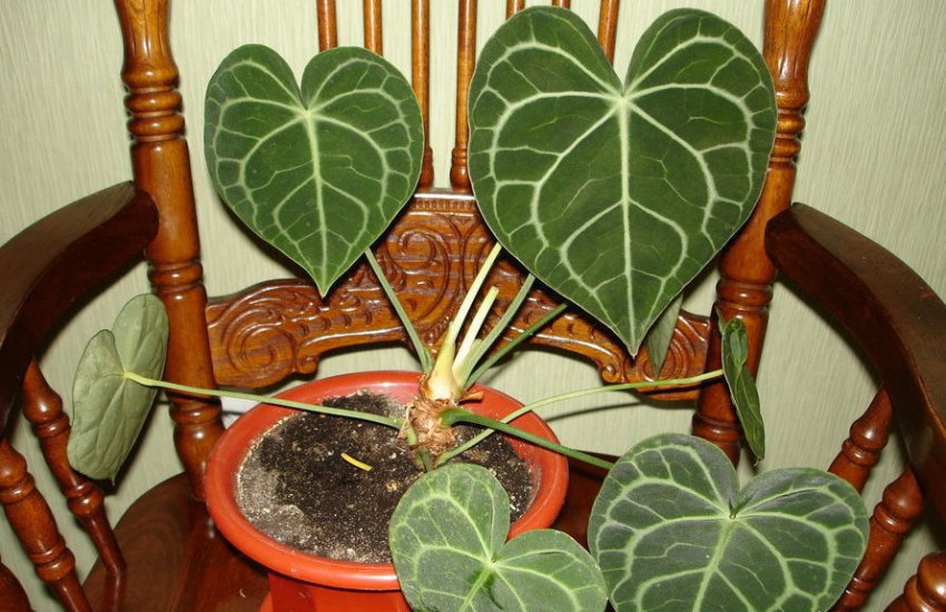 Вирощування Антуріума кришталевого