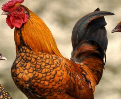 Нарости на лапах у курей: причини виникнення та способи лікування