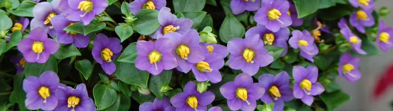 Особливості догляду рослини экзакум в домашніх умовах