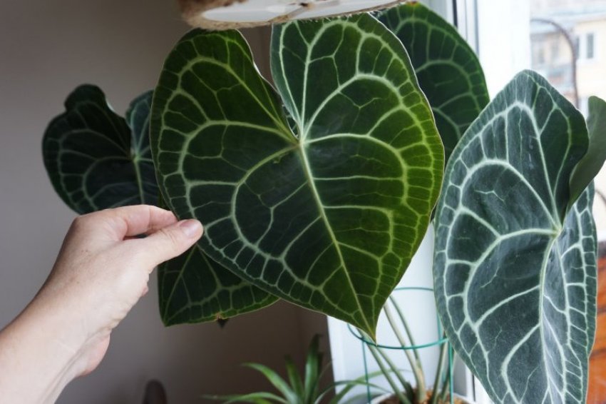 Пересадка Антуріума кришталевого