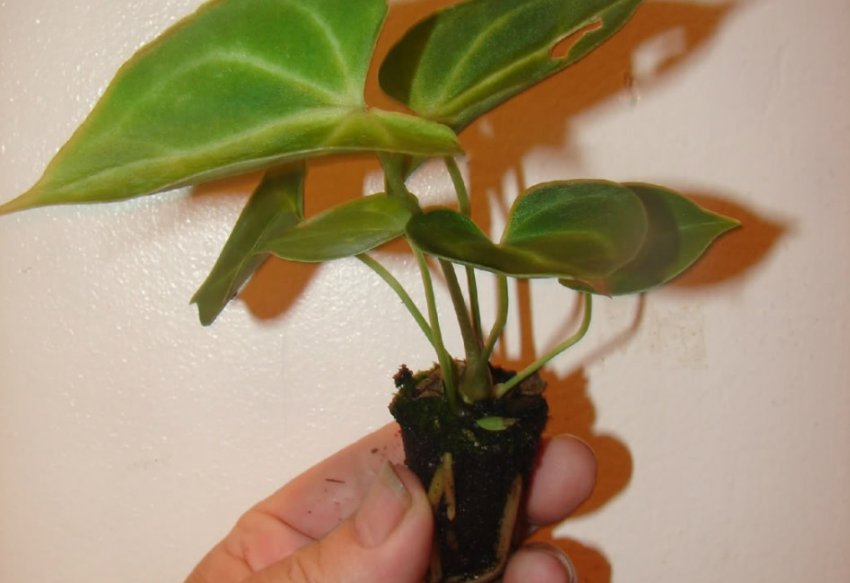 Розмноження живцями