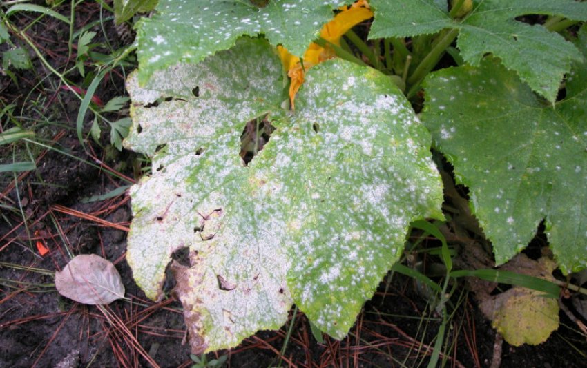 Біла гнилизна гарбуза Біла гнилизна гарбуза