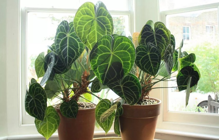 Розмноження поділом