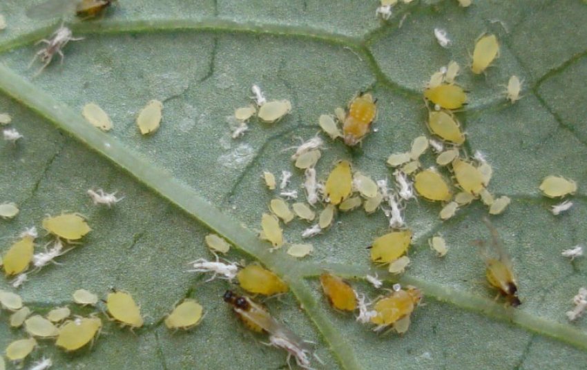 Баштанна попелиця Баштанна попелиця