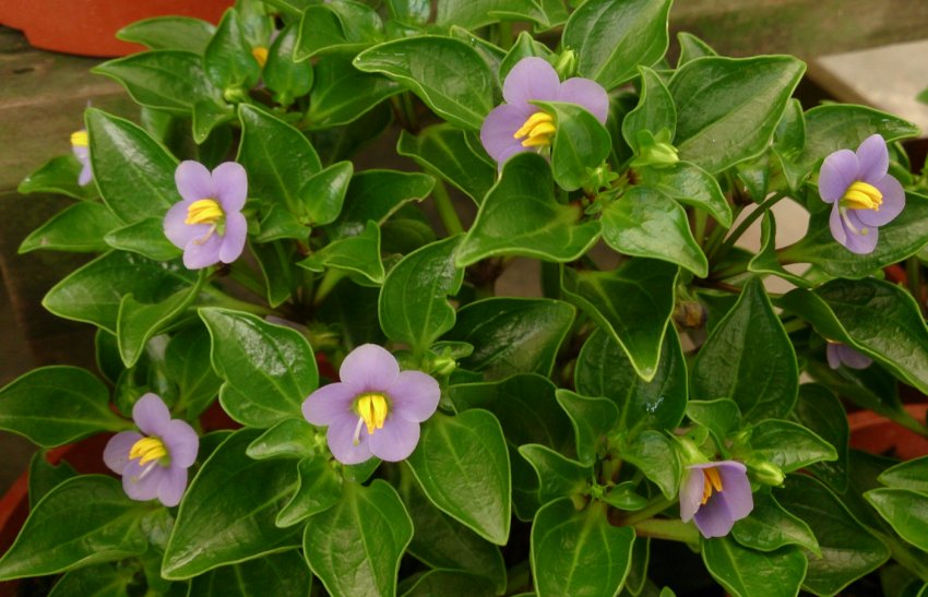 Экзакум Экзакум