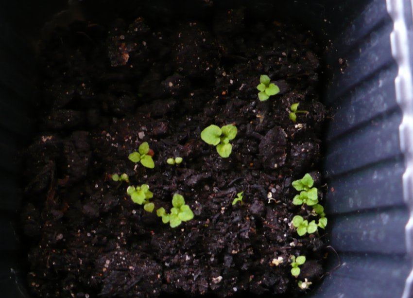 Паростки экзакума Паростки экзакума