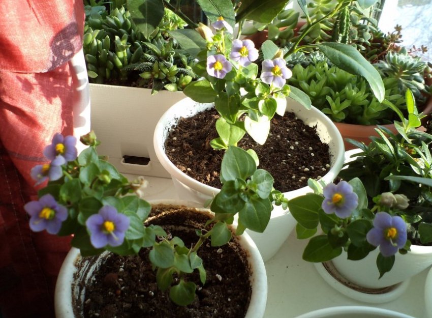 Экзакум Экзакум