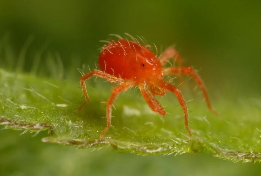 Павутинний кліщ Павутинний кліщ