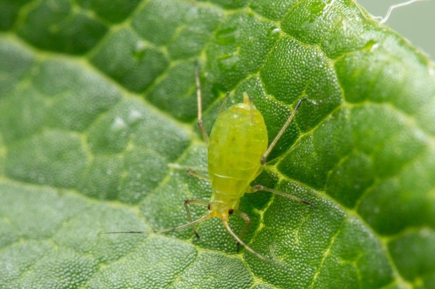 Попелиця Попелиця