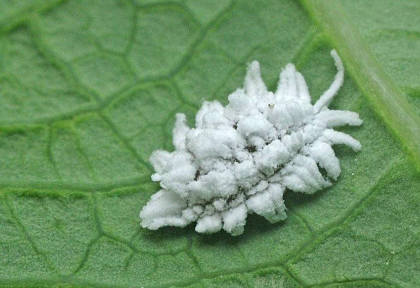 Войлочник Войлочник