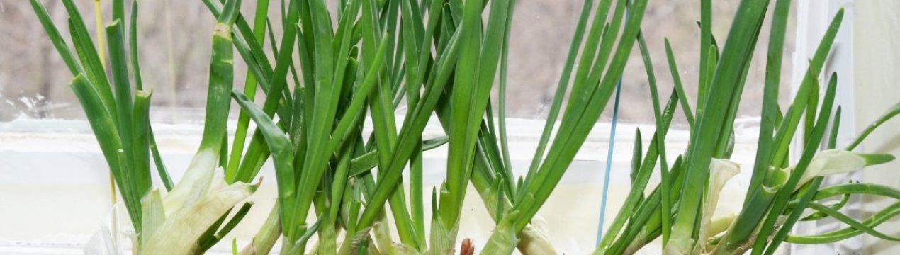 Як швидко виростити цибулю на підвіконні: способи посадки, особливості догляду