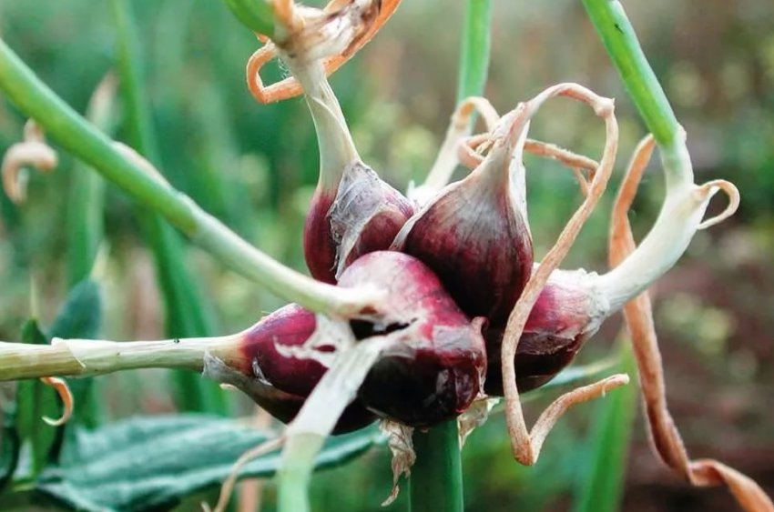 Канадський цибулю