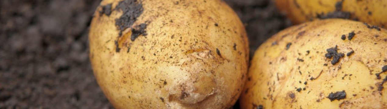Описание сорта картофеля Аризона