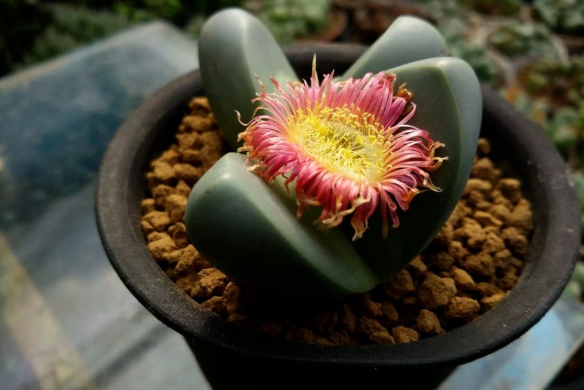 Пірсона Пірсона